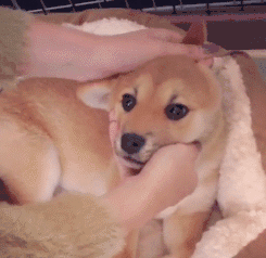 金毛摸了一下同伴的狗头,竟然做出了这个表情!