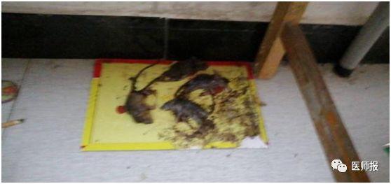 大学生死于出血热，传染源疑为老鼠，学校被列为疫区