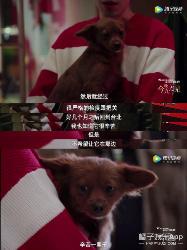 被他和流浪猫狗的故事感动了...