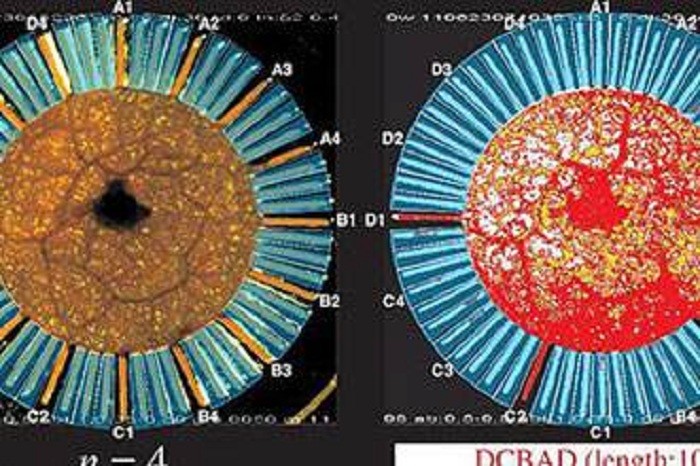 科学家发现变形虫有望成未来派计算机,计算能力独特