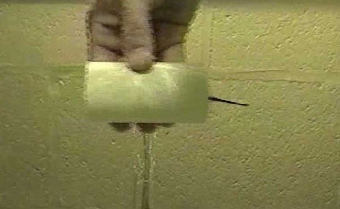 研究人员使用增强现实技术来研究动物的主动感应能力