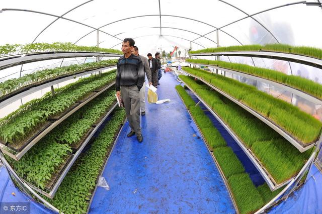 设施农业种植为什么要发展规模化?规模化优点有哪些?如何普及