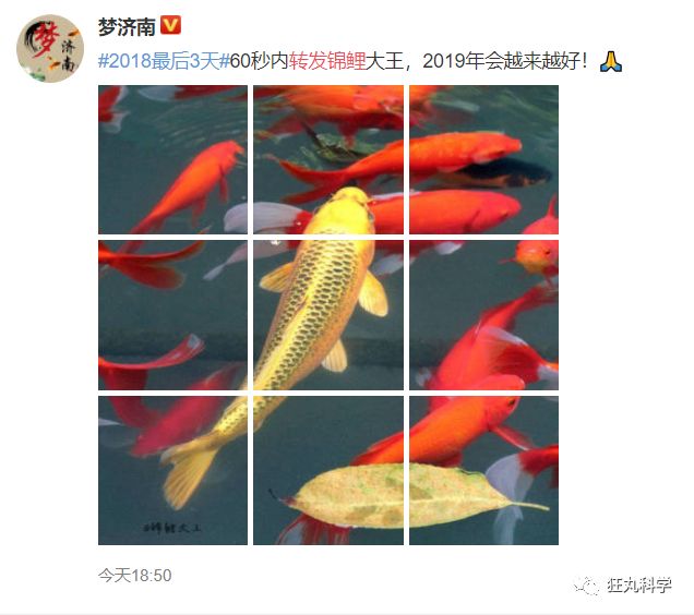 锦鲤,从中国美食变成表情包的狂欢