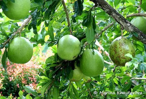 会爆炸的果实真的有,只不过并不是网红炮弹果