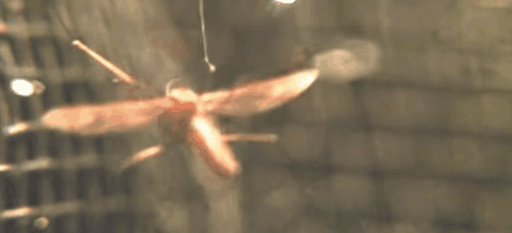 靠搞笑登上《nature》封面，他戴着马桶圈领“诺奖”