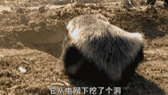 马云这个平头哥太狠了