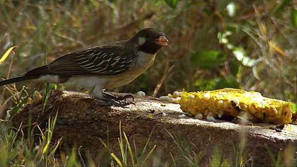 马云这个平头哥太狠了