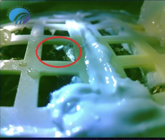 月球上第一株植物死亡悬疑