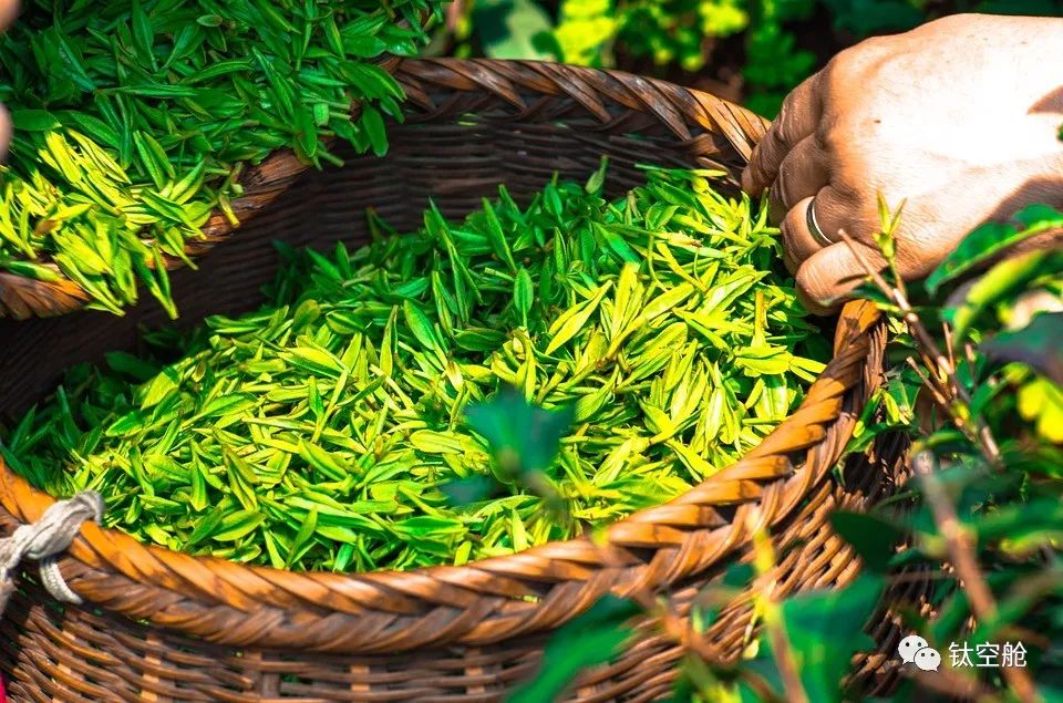 你泡过这么大的玫瑰花吗？芳香四溢还美容解压 | 大咖荐品