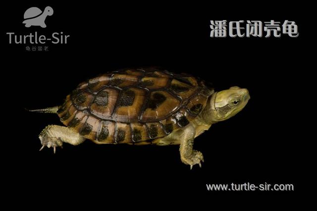 宠物龟的珍贵程度,金钱龟才第五,您可知第一是?「龟谷鳖老」