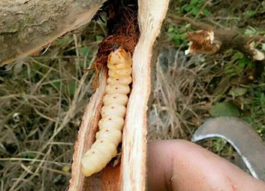 地里虫多怎样彻底灭虫