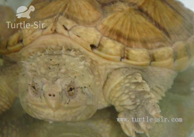 常见宠物龟智商排名,你家龟龟排第几?「龟谷鳖老」