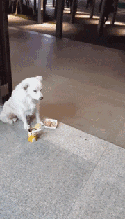 今年回家，我不再是一个人了！