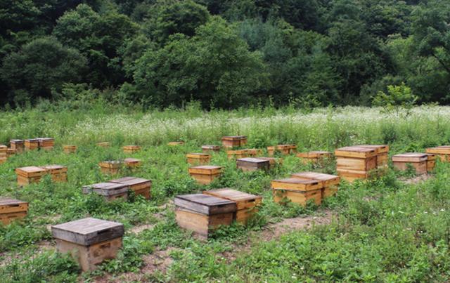 养蜂基础知识|蜂群的近距离迁移