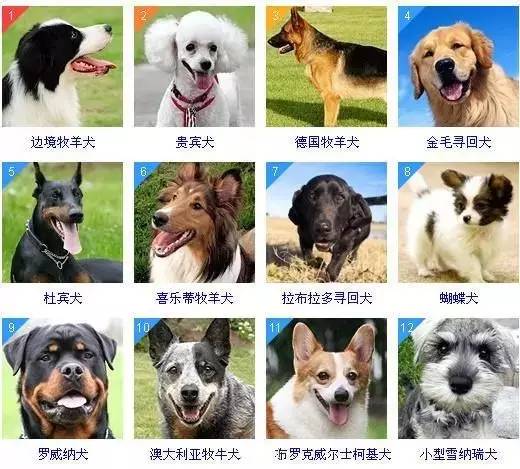 十大聪明犬排名（聪明犬排行榜） 第1张