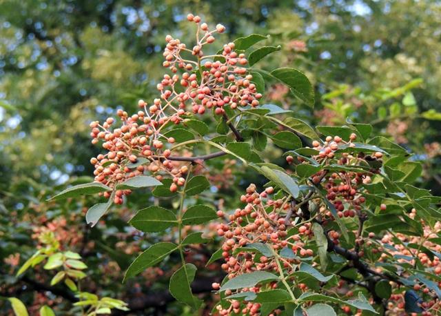 花椒栽培技术 花椒生长与环境条件