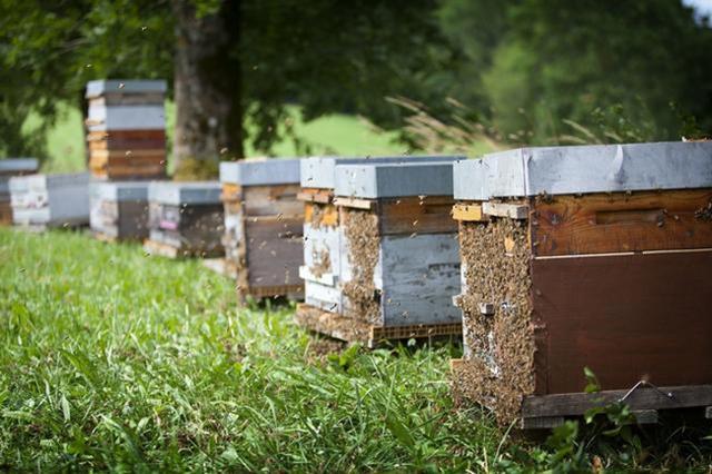 蜂头领 蜂场蜂箱朝向研究