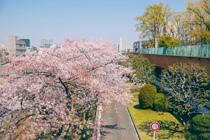 水象分期 另外附近的荒川自然公园内有较好位置可以拍到樱花丛中穿梭