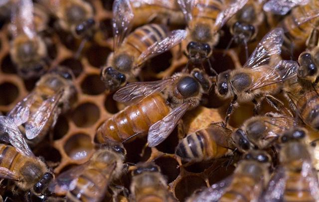 蜂头领 蜜蜂的生活习性