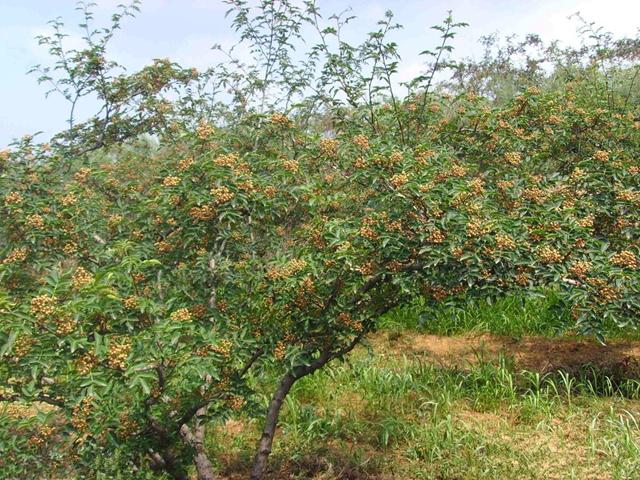 花椒树栽培技术 花椒树越冬管理
