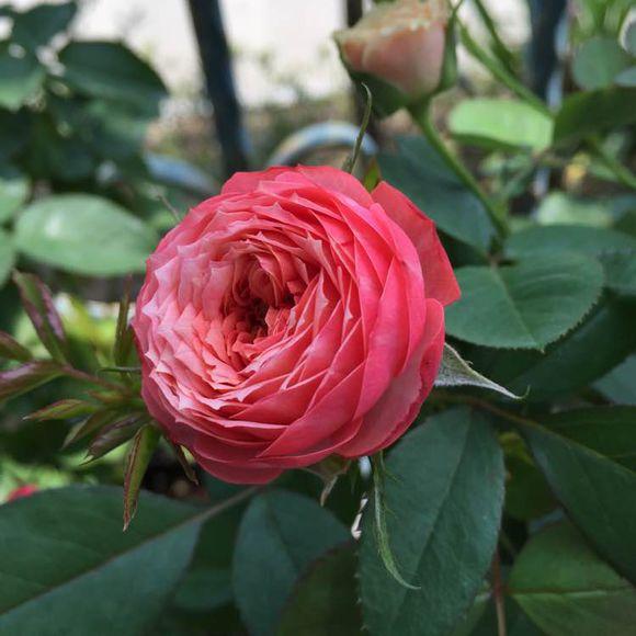 月季“海神王”一盆花不同时期不同阶段,都开出不同颜色及花型