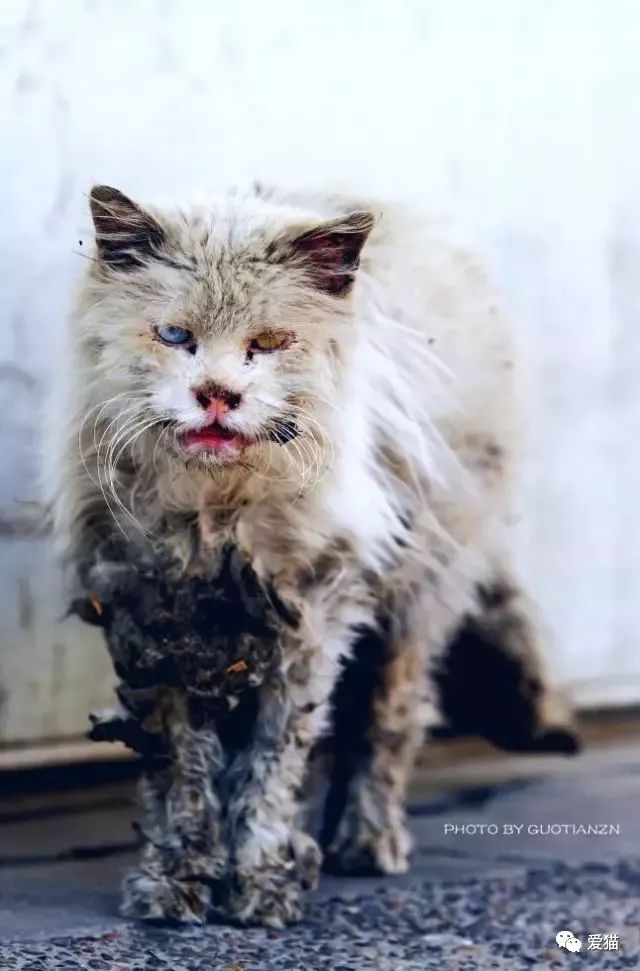 心痛!《中国特色四大养猫悲剧》让我们一起终结吧!