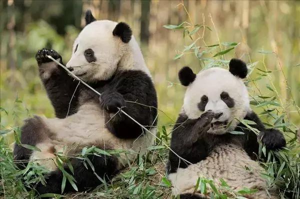 不用去瑞士,成都也要有山地火车了,直达四姑娘山!