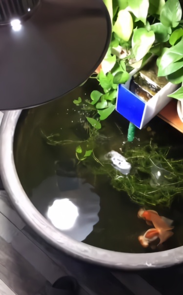 南瓜安装出来的金鱼,真a南瓜教程虚拟光驱雕刻图片