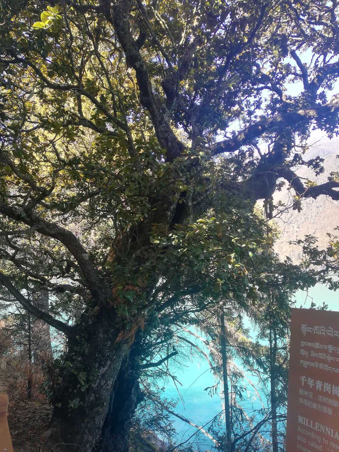 林芝一颗千年青岗树，传说有缘人能捡到带十二生肖花纹的叶子