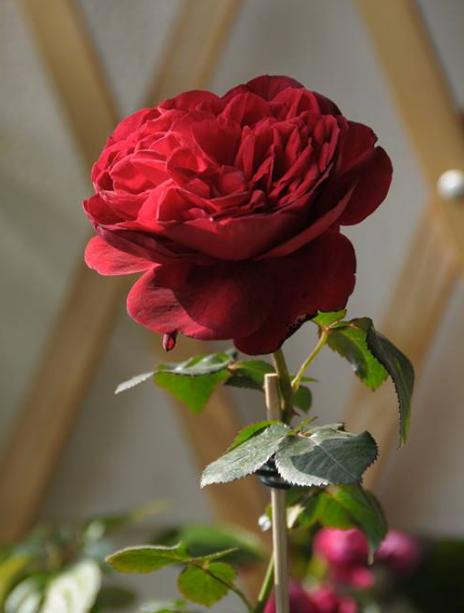 月季品种“玫瑰国度的天使”,单单就这名字,就足够让人向往了