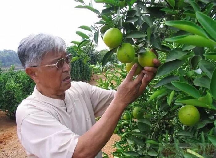 褚时健， 属牛！