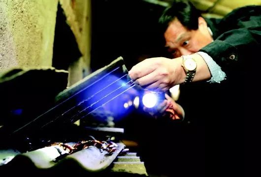 中国最恐怖工厂：养10亿只蟑螂，每天喂50吨饭，政府还给它补贴！