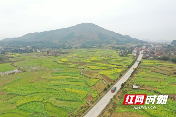 道县仙子脚镇下坝洞村1000亩油菜花竞相开放.