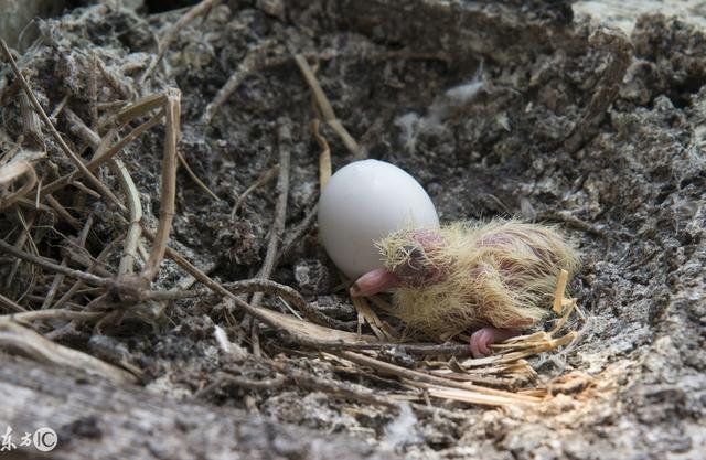 这只鸟形似鸽子却不是鸽子