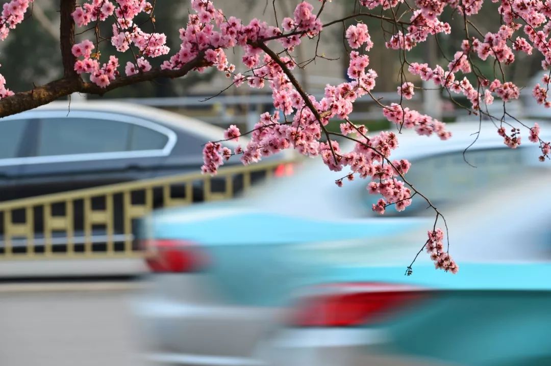 一团团粉红的樱花将道路点缀得无比烂漫