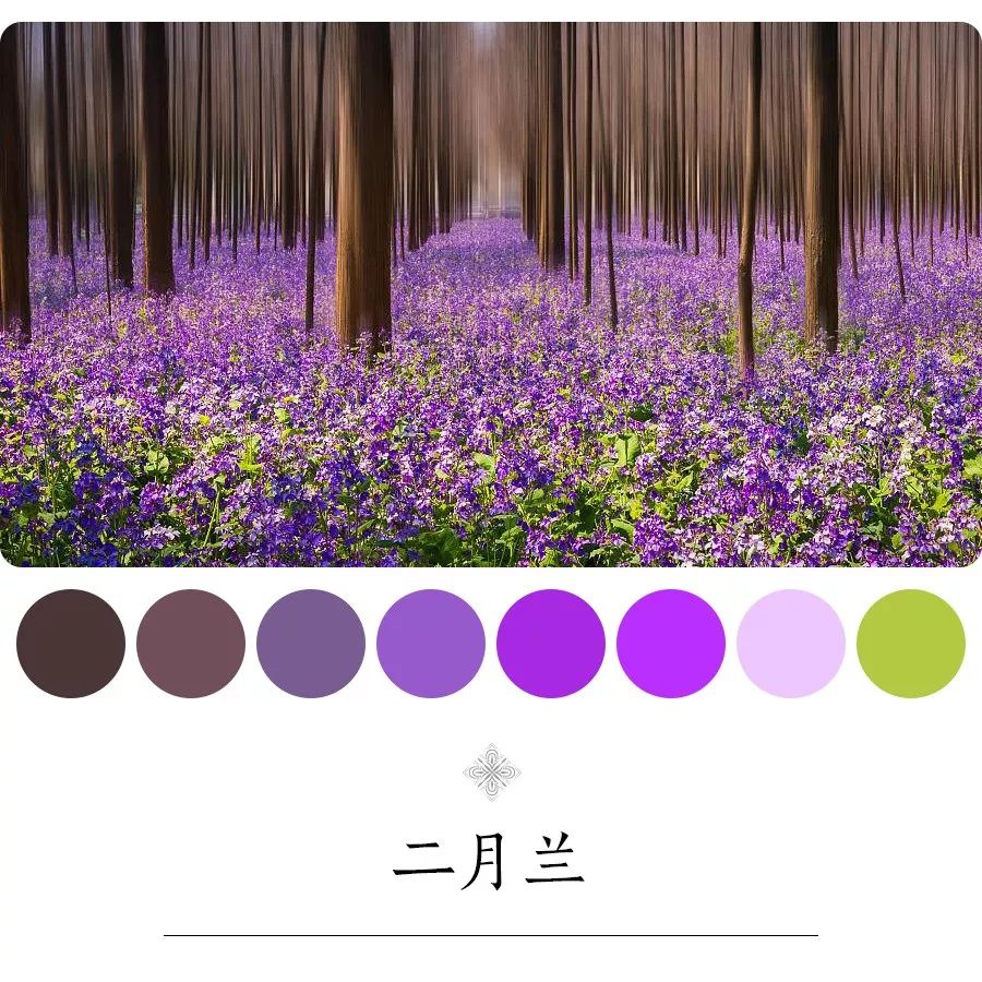 二月兰