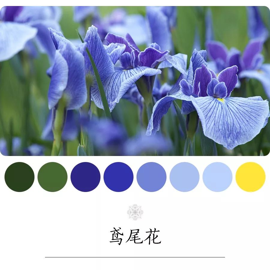鸢尾花