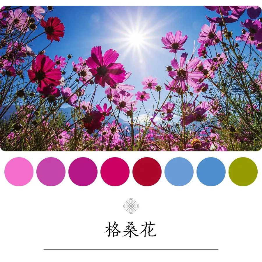 格桑花
