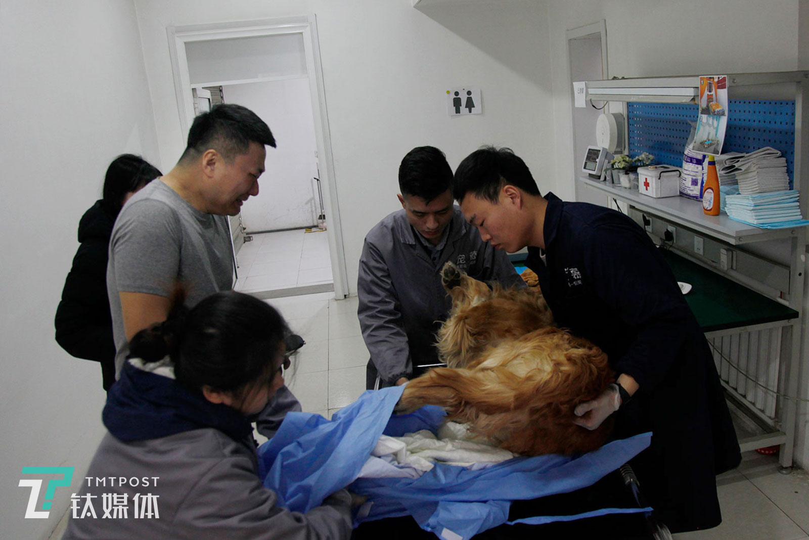 宠物殡葬：3年火化6000只宠物，4亩墓地可安葬250只丨钛媒体影像《在线》