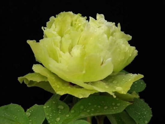 7d3d75ca57ea426bb86f08afeb5bbf67.jpg 7d3d75ca57ea426bb86f08afeb5bbf67.jpg