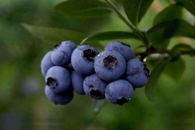 吃蓝莓禁忌，快来get吃蓝莓的正确姿势，你适合吃蓝莓吗？