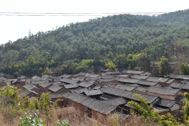 春光乍泄,巍山庙街看油菜花和古村落,美爆了