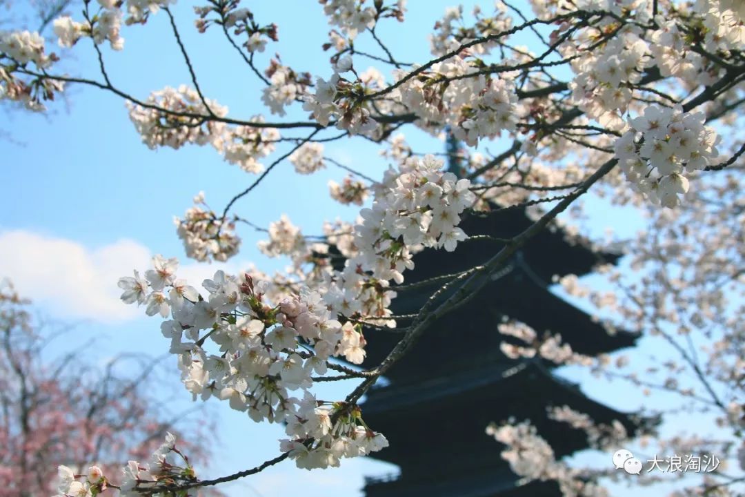 京都御所的"船樱":一株因雷击倒掉的樱树又顽强地开出了樱花.