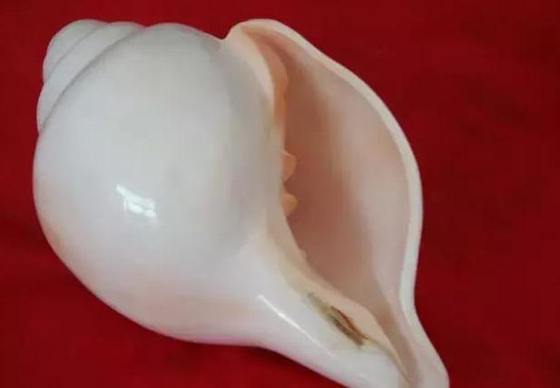 梵林文化-佛教中即是法器又是供品的海螺