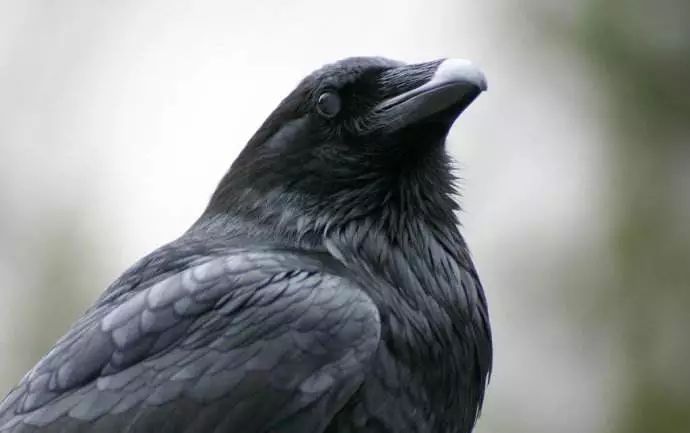 عһˡ