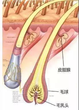 热巴吃货人设崩，但我更关心她怎么解决了脸部油腻又粗糙的问题