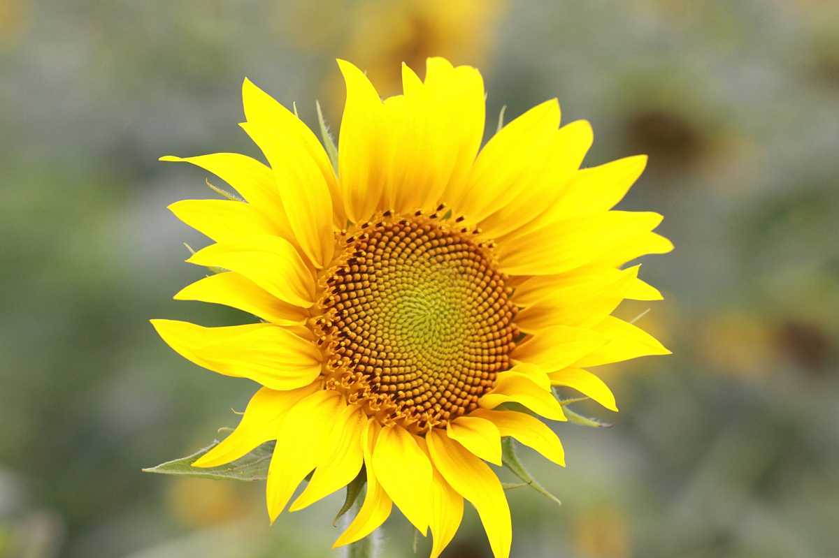 6738f5f2924140dca344435f0a0d6701.jpg 6738f5f2924140dca344435f0a0d6701.jpg