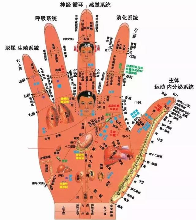 看懂这张图,穴位不用找(人体全息图)