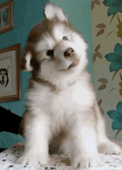 搞笑段子:家有老婆天然呆是怎样酸爽的感觉?快来体验一下!