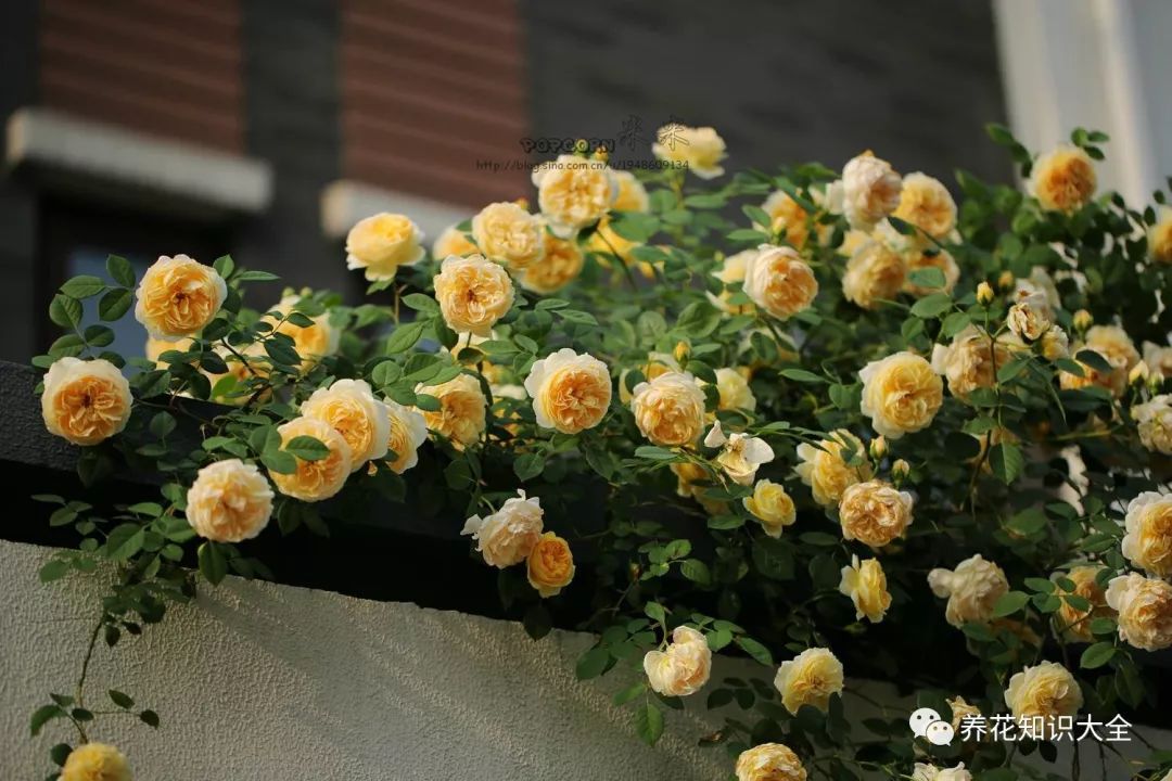 点击查看源网页